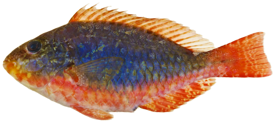 ภาพ ปลานกแก้วดำ (Sparisoma aurofrenatum)