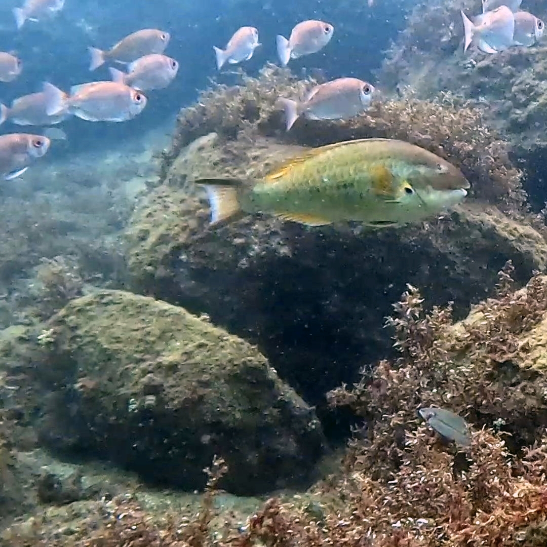 ภาพ ปลานกแก้วเทา (Sparisoma axillare)