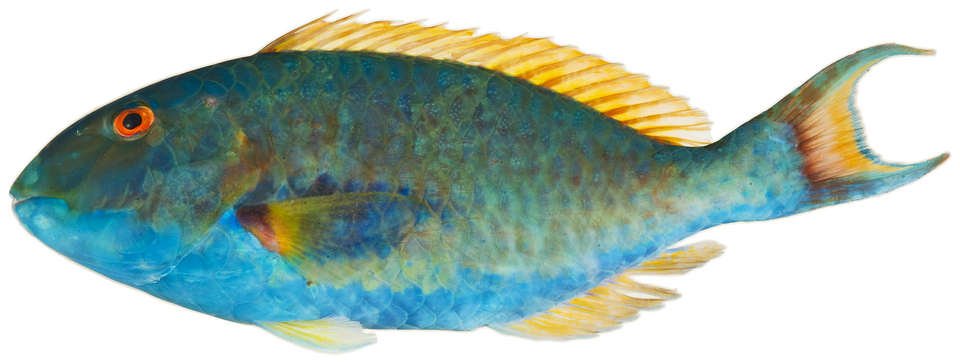 ภาพ ปลานกแก้ว chrysopterum (Sparisoma chrysopterum)