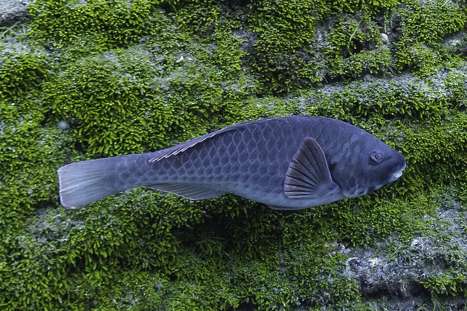 ภาพ ปลานกแก้ว cretense (Sparisoma cretense)