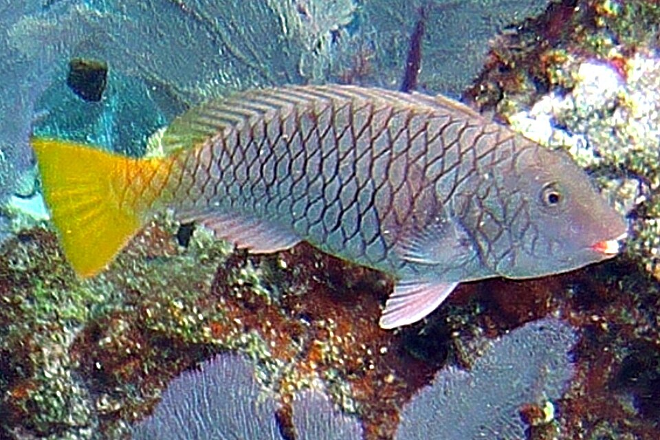 ภาพ ปลานกแก้วครีบแดง (Sparisoma rubripinne)