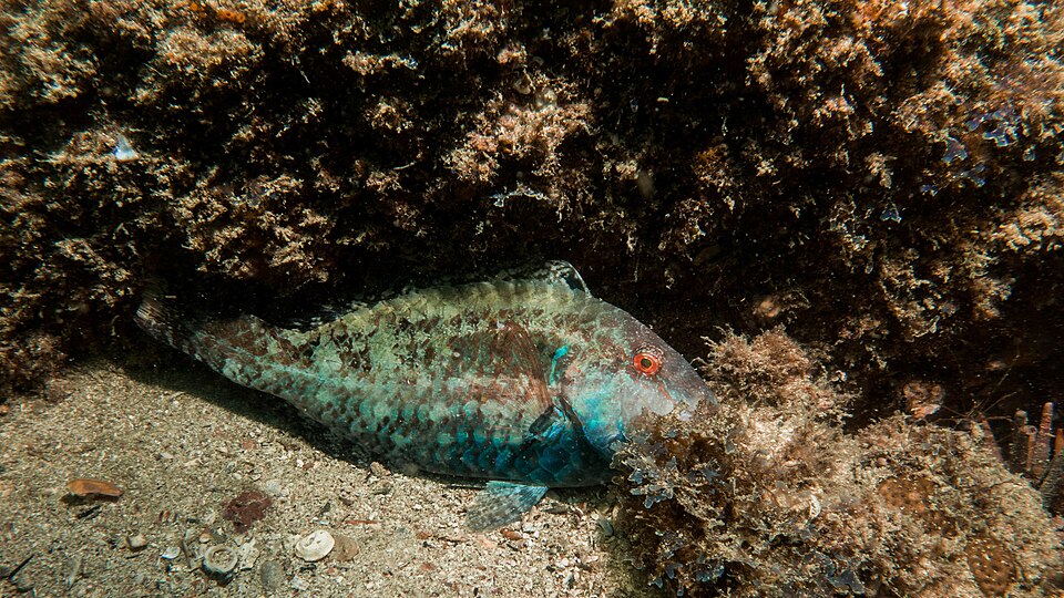 ภาพ ปลานกแก้ว tuiupiranga (Sparisoma tuiupiranga)