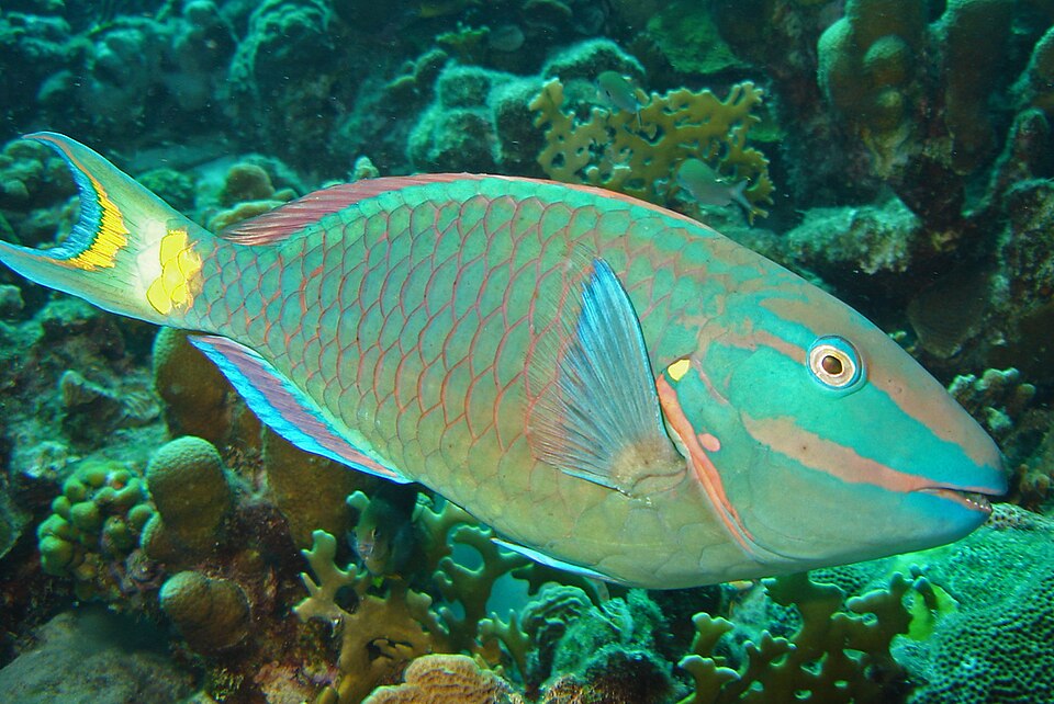 ภาพ ปลานกแก้วเข้มเขียว (Sparisoma viride)