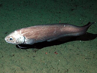 ภาพ ปลา grandis (Spectrunculus grandis)