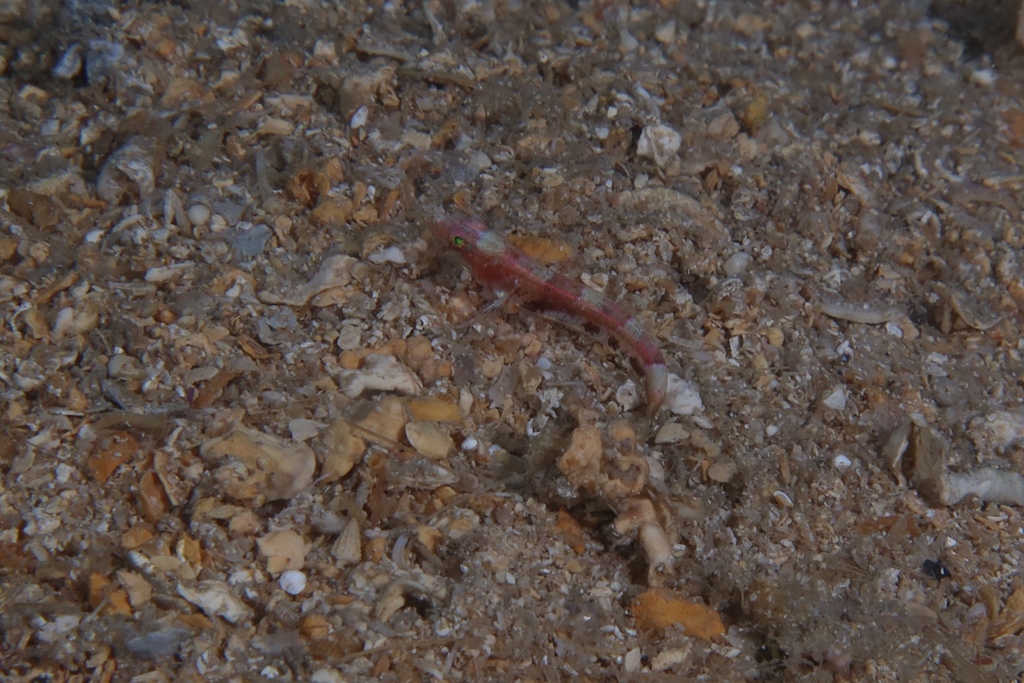 ภาพ ปลาบู่บู่ (Speleogobius llorisi)