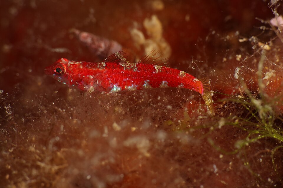 ภาพ ปลาบู่บู่ (Speleogobius trigloides)