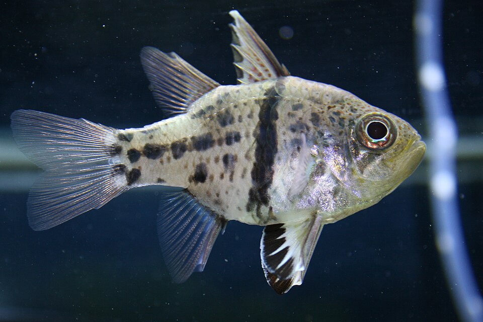 ภาพ ปลาอมไข่จุด (Sphaeramia orbicularis)