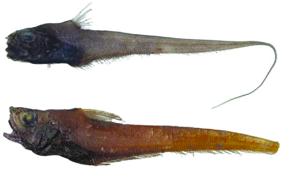 ภาพ ปลา pumiliceps (Sphagemacrurus pumiliceps)