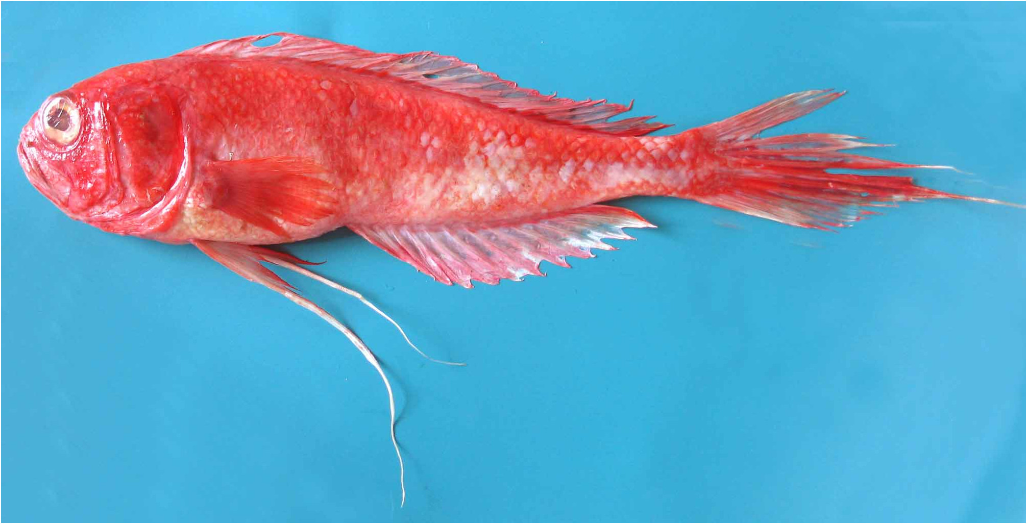 ภาพ ปลา whiteheadi (Sphenanthias whiteheadi)