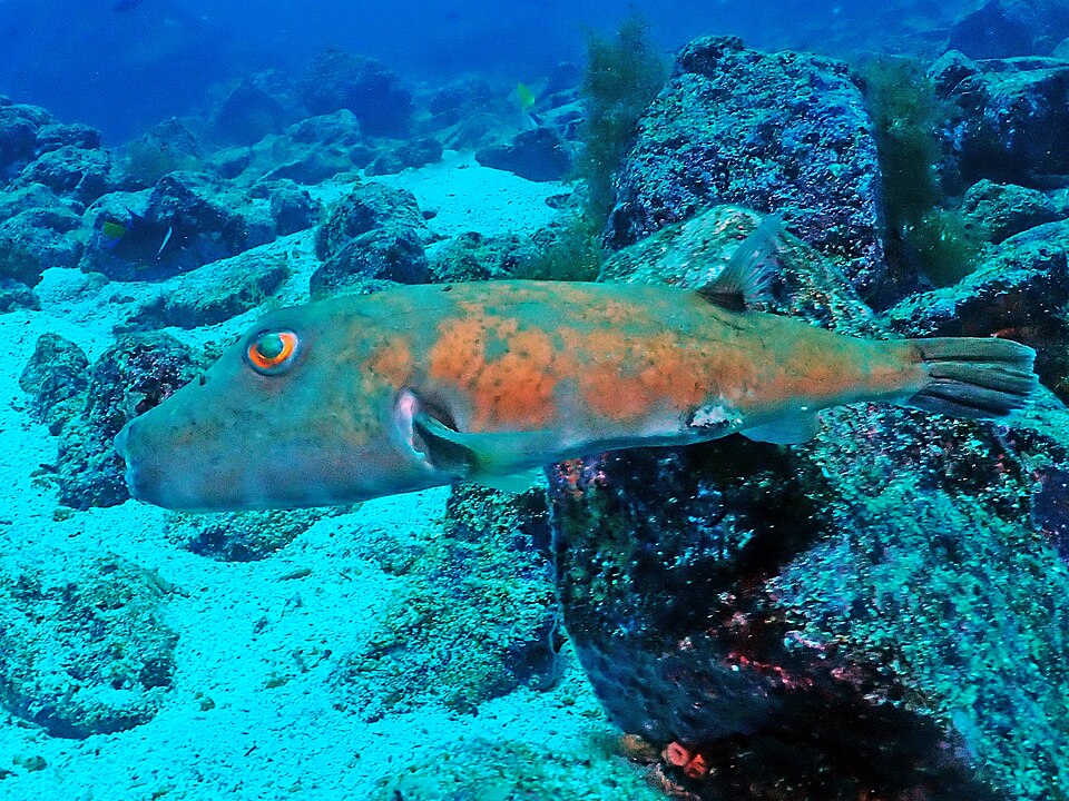 ภาพ ปลาปักเป้า angusticeps (Sphoeroides angusticeps)