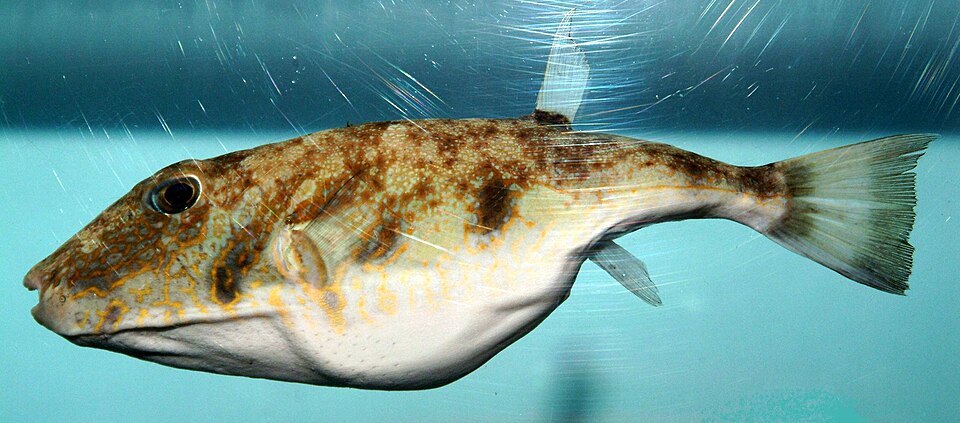 ภาพ ปลาปักเป้าลายหินอ่อน (Sphoeroides dorsalis)