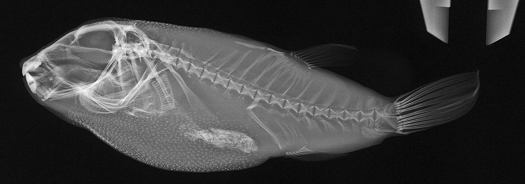 ภาพ ปลาปักเป้า georgemilleri (Sphoeroides georgemilleri)