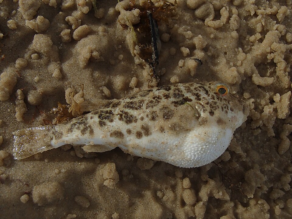 ภาพ ปลาปักเป้าเขียว (Sphoeroides greeleyi)