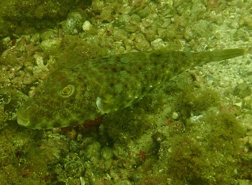 ภาพ ปลาปักเป้าจมูกยาว (Sphoeroides lobatus)