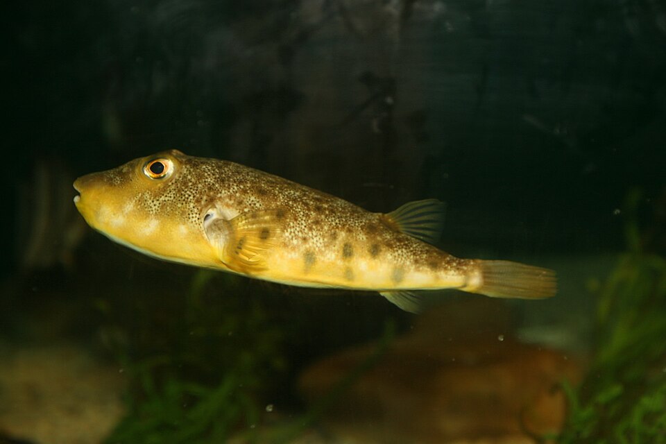 ภาพ ปลาปักเป้า maculatus (Sphoeroides maculatus)