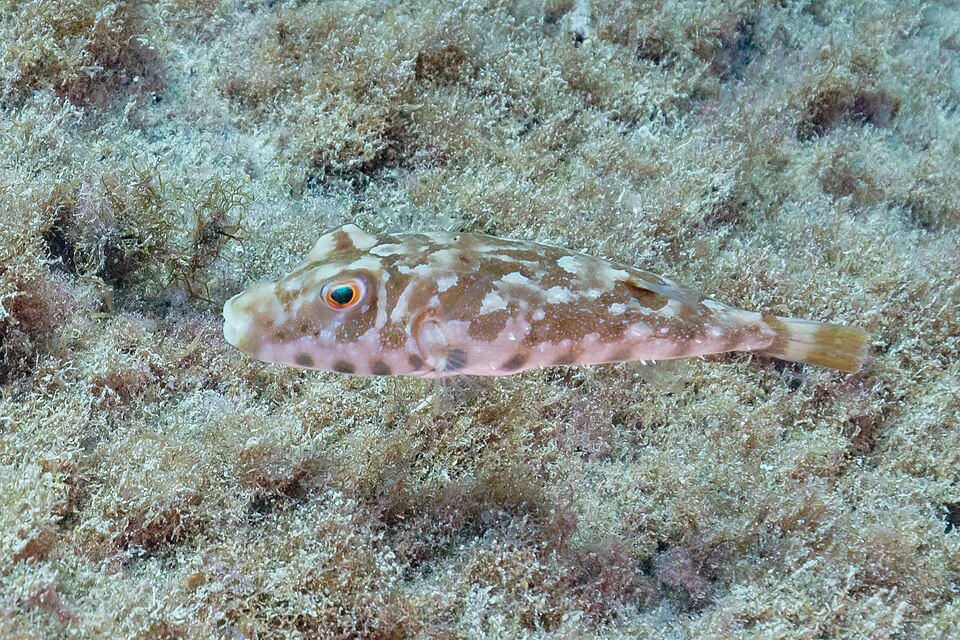 ภาพ ปลาปักเป้า marmoratus (Sphoeroides marmoratus)