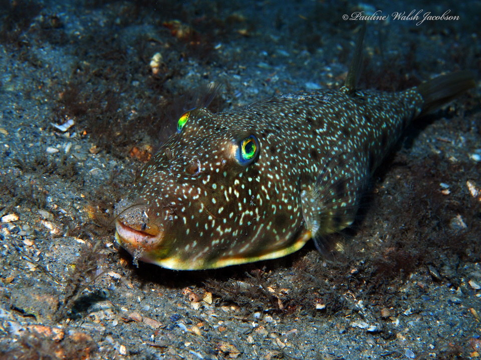 ภาพ ปลาปักเป้า nephelus (Sphoeroides nephelus)