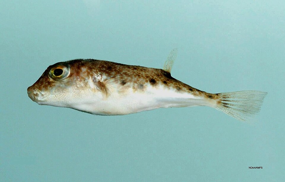 ภาพ ปลาปักเป้า parvus (Sphoeroides parvus)