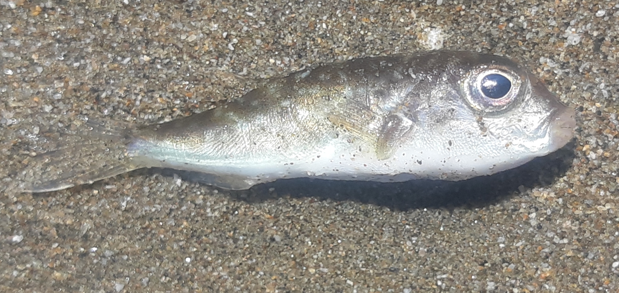 ภาพ ปลาปักเป้าแคระ (Sphoeroides trichocephalus)