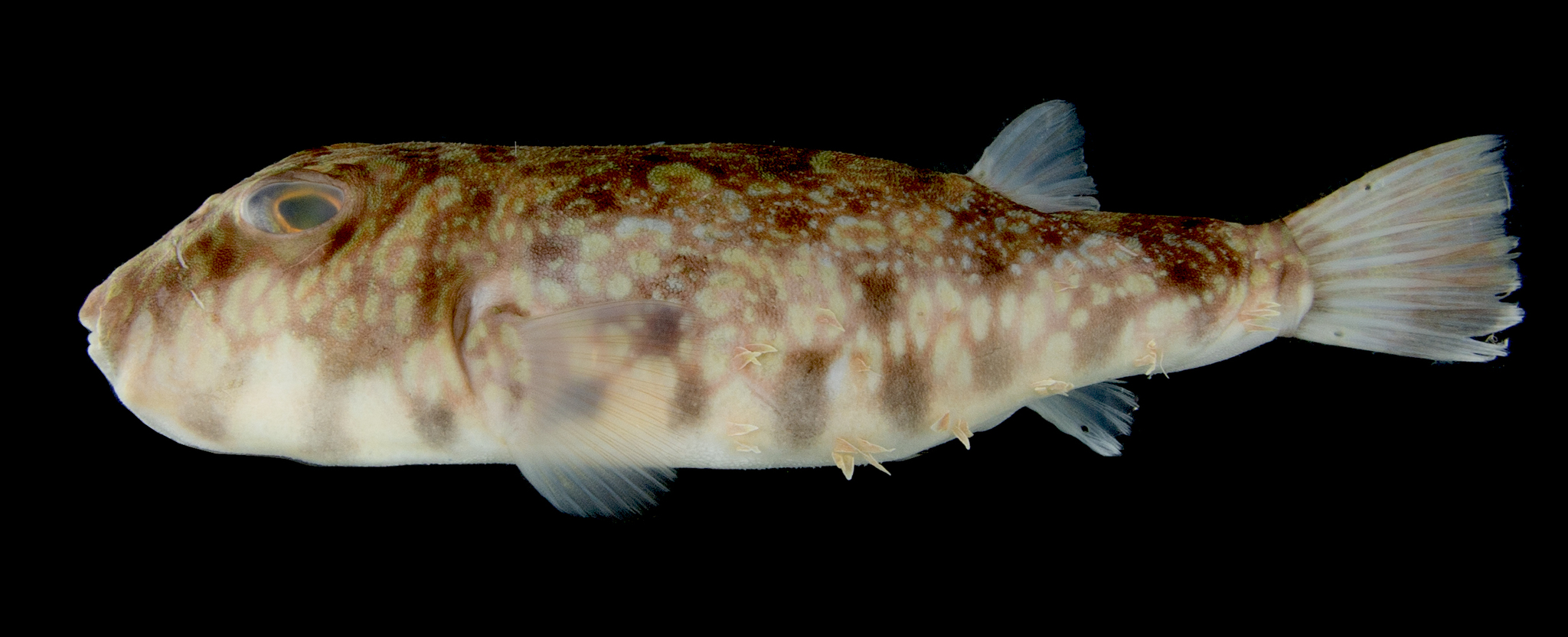 ภาพ ปลาปักเป้า tyleri (Sphoeroides tyleri)
