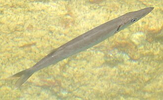 ภาพ ปลา acutipinnis (Sphyraena acutipinnis)