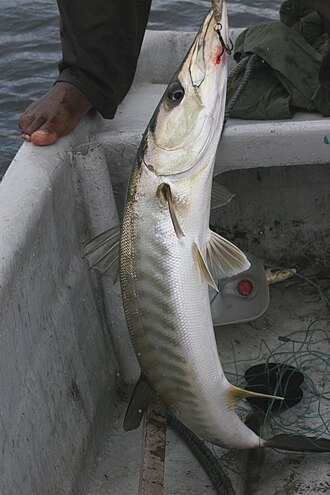 ภาพ ปลา afra (Sphyraena afra)