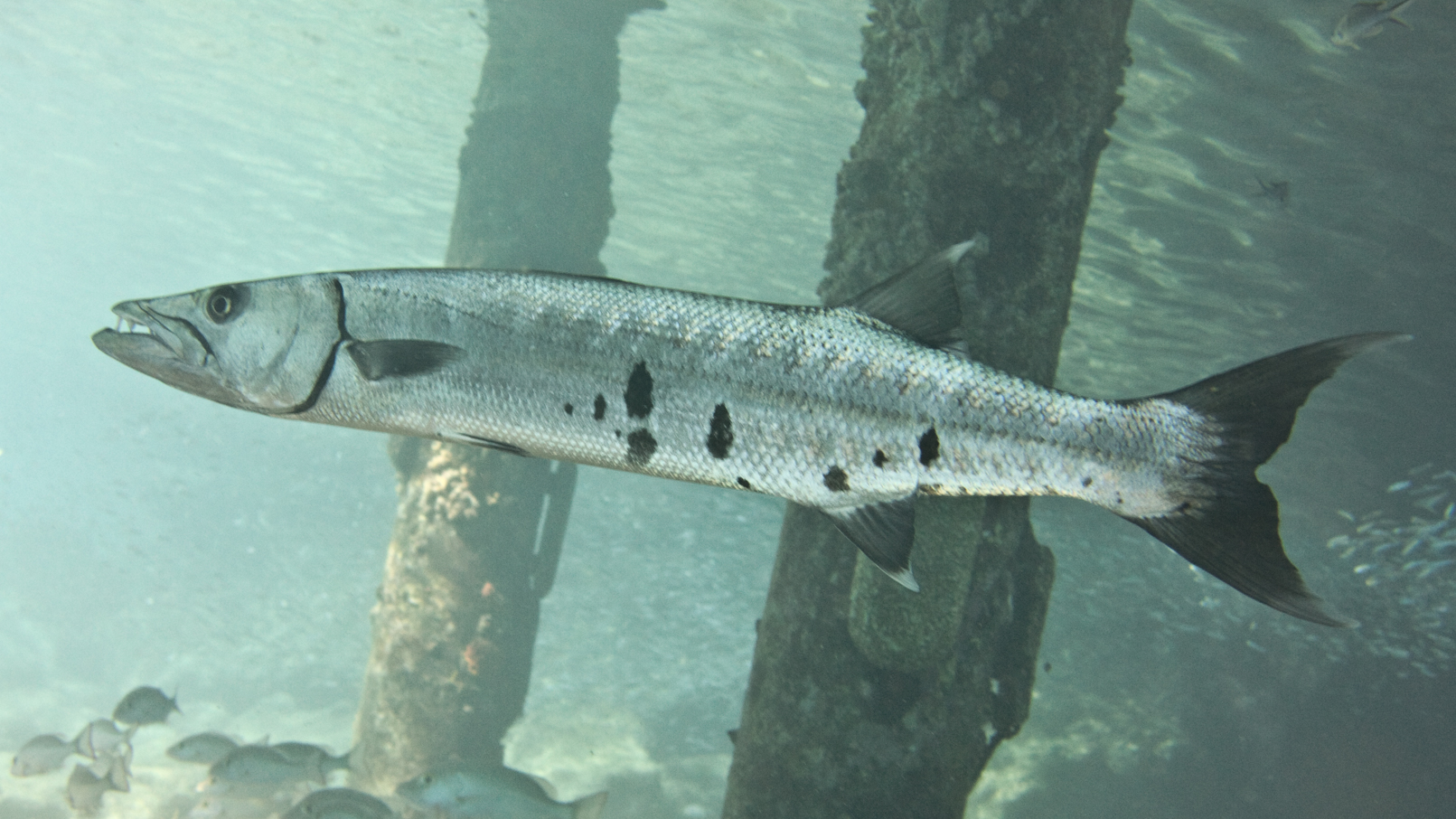 ภาพ ปลา barracuda (Sphyraena barracuda)