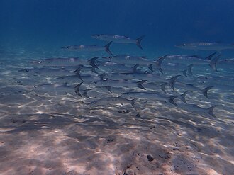 ภาพ ปลา ensis (Sphyraena ensis)