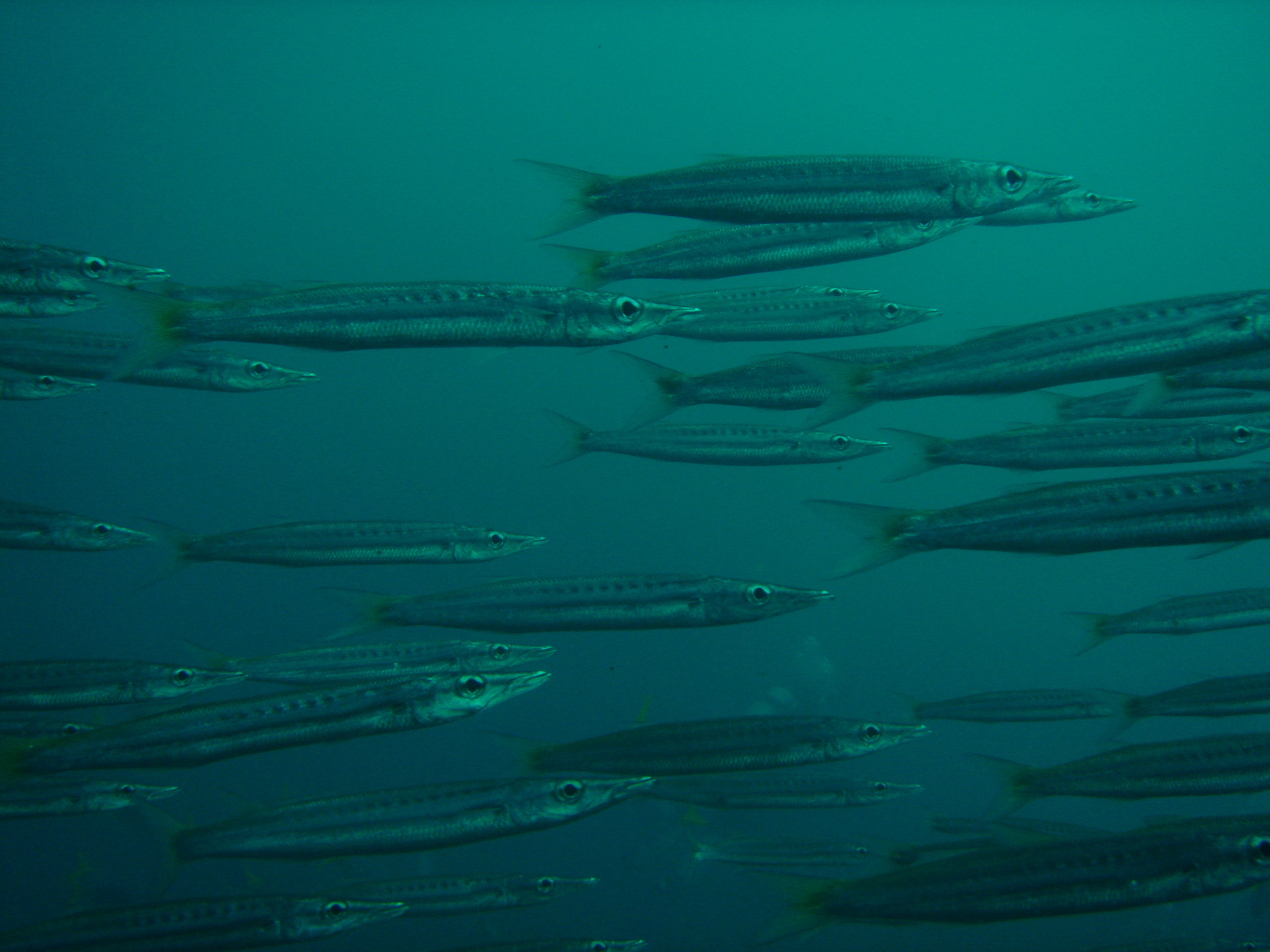 ภาพ ปลา flavicauda (Sphyraena flavicauda)