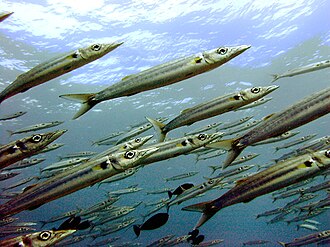 ภาพ ปลา forsteri (Sphyraena forsteri)