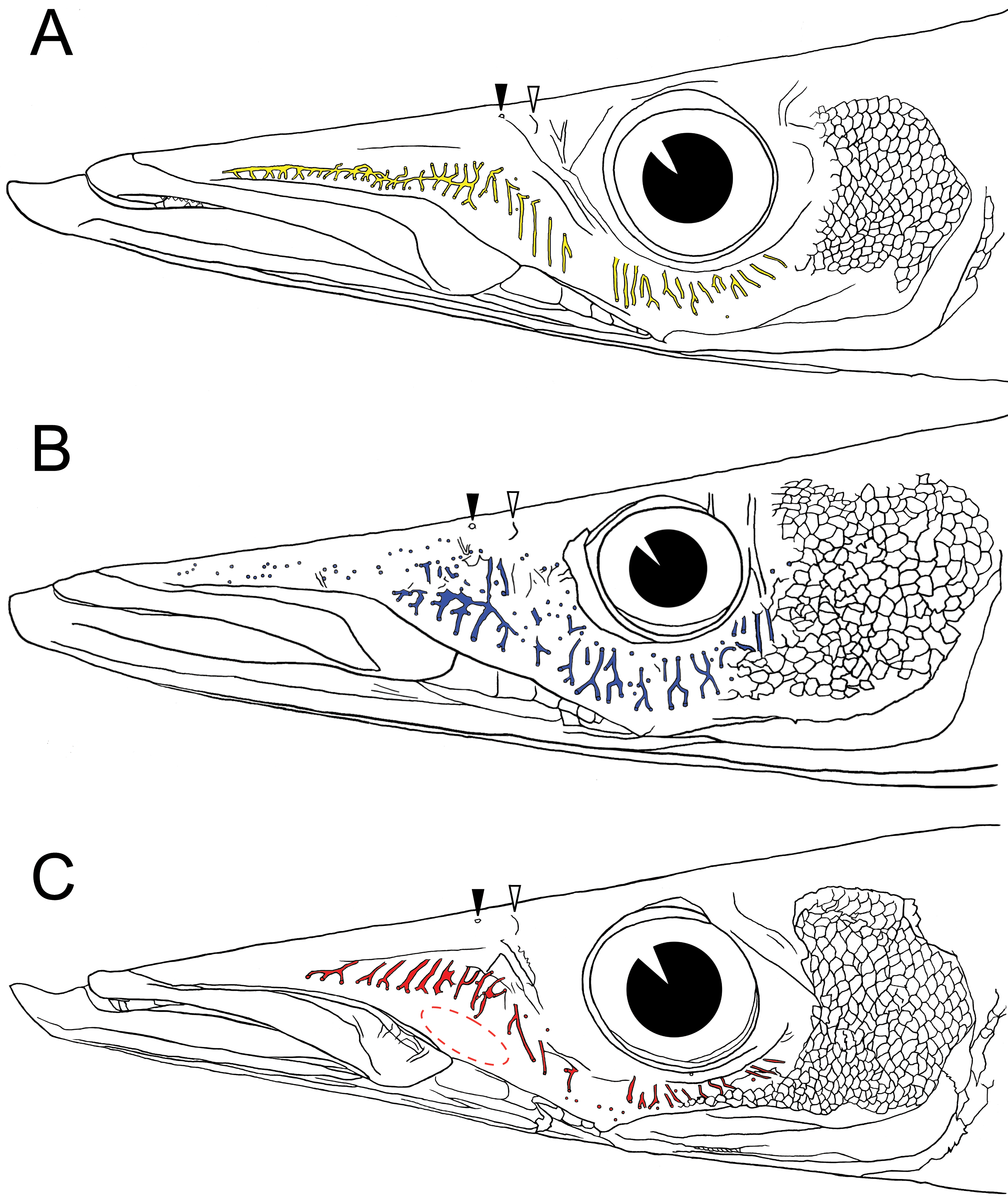 ภาพ ปลา novaehollandiae (Sphyraena novaehollandiae)