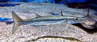 ภาพ ปลา pinguis (Sphyraena pinguis)