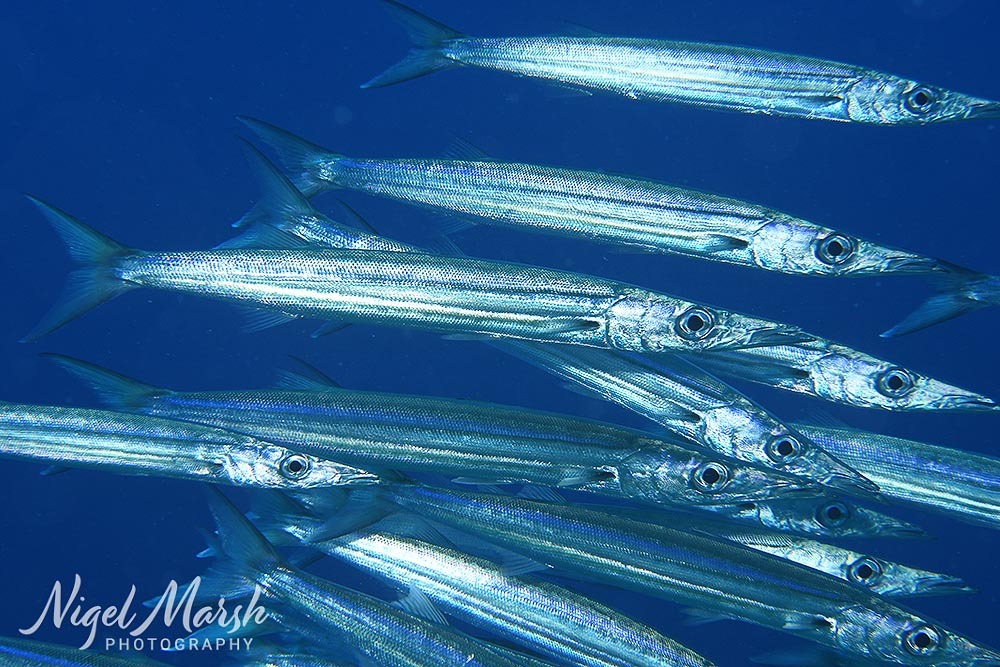 ภาพ ปลา stellata (Sphyraena stellata)