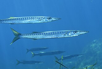 ภาพ ปลา viridensis (Sphyraena viridensis)