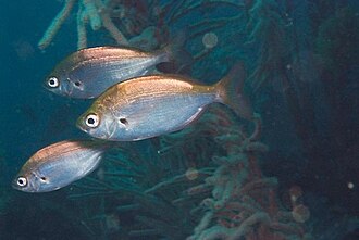 ภาพ ปลา axillaris (Spicara axillaris)