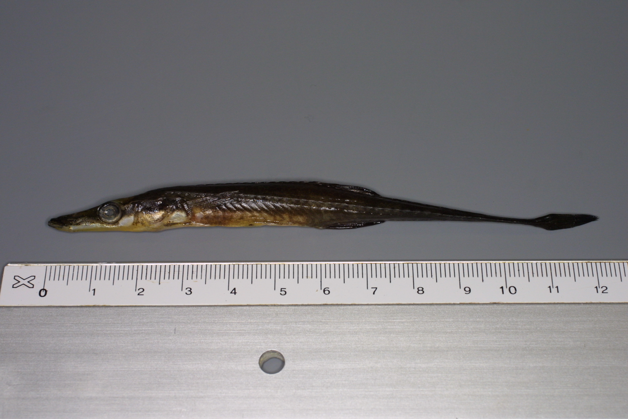ภาพ ปลา spinachia (Spinachia spinachia)