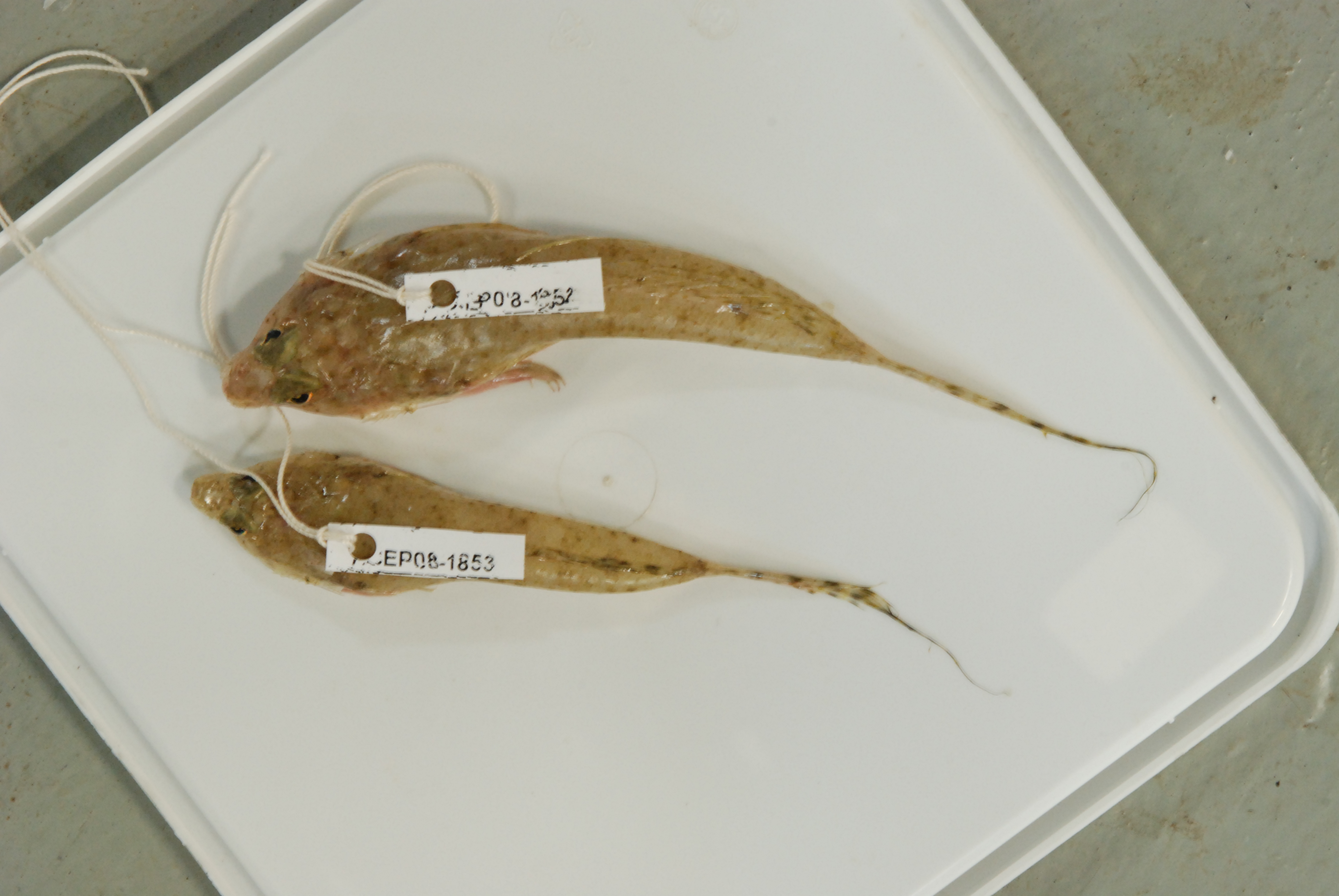 ภาพ ปลามังกรน้อย spiniceps (Spinicapitichthys spiniceps)