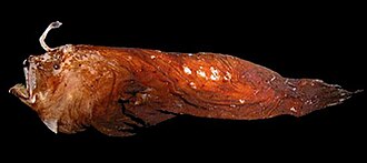 ภาพ ปลา duhameli (Spiniphryne duhameli)