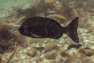 ภาพ ปลา cantharus (Spondyliosoma cantharus)