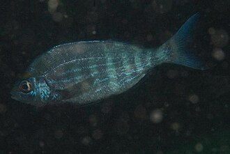 ภาพ ปลา emarginatum (Spondyliosoma emarginatum)