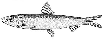 ภาพ ปลา robustus (Spratelloides robustus)