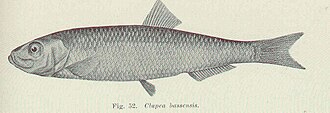 ภาพ ปลา novaehollandiae (Sprattus novaehollandiae)