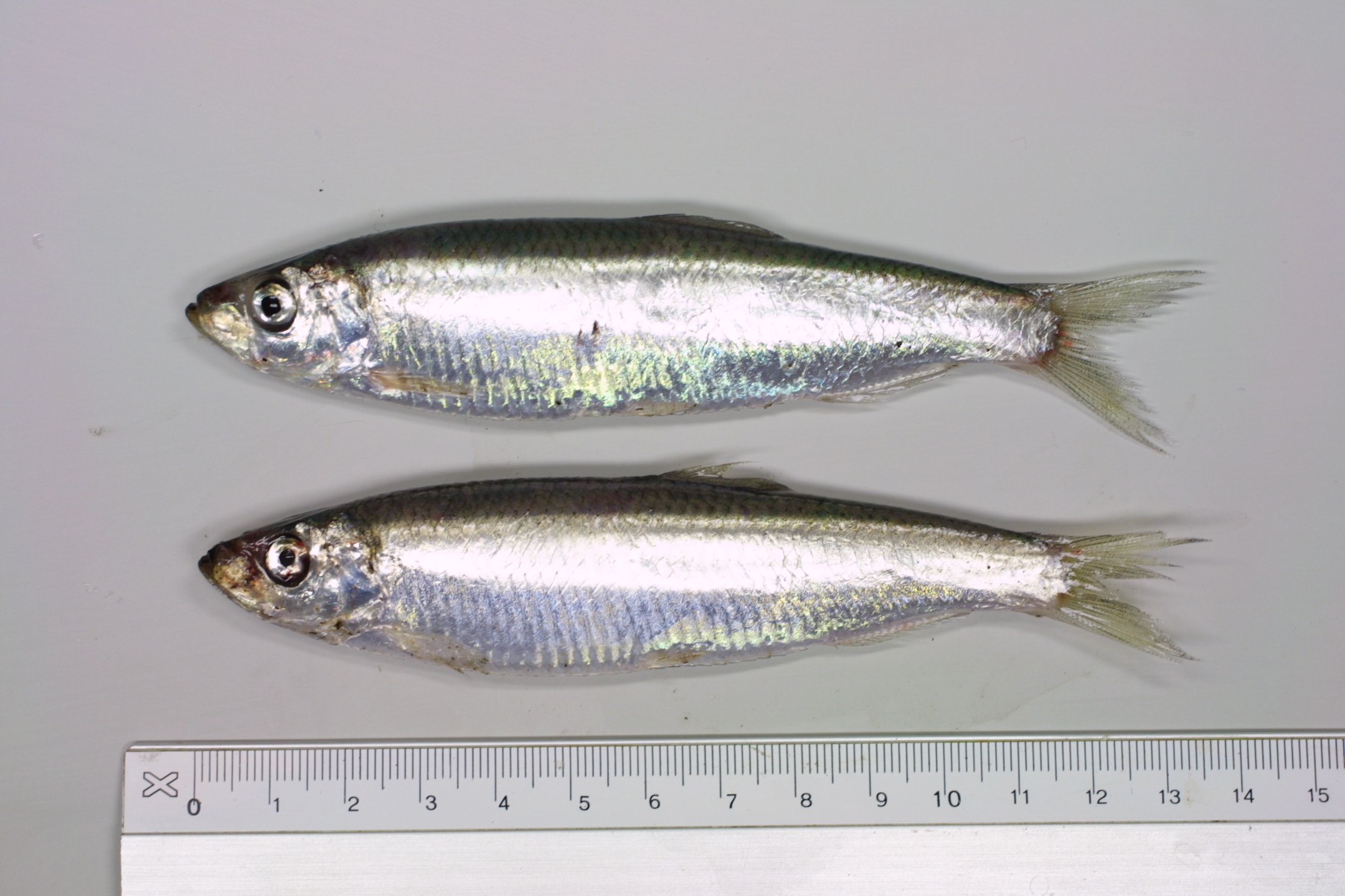 ภาพ ปลา sprattus (Sprattus sprattus)