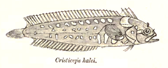 ภาพ ปลา xanthosoma (Springeratus xanthosoma)