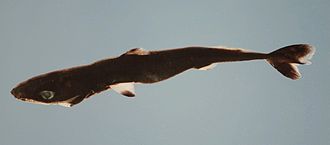 ภาพ ปลา laticaudus (Squaliolus laticaudus)