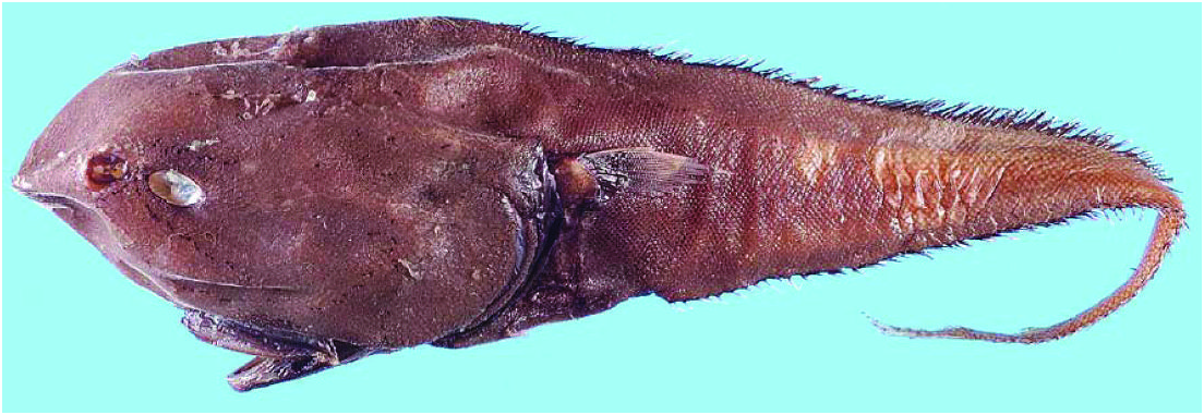 ภาพ ปลา modificatus (Squalogadus modificatus)