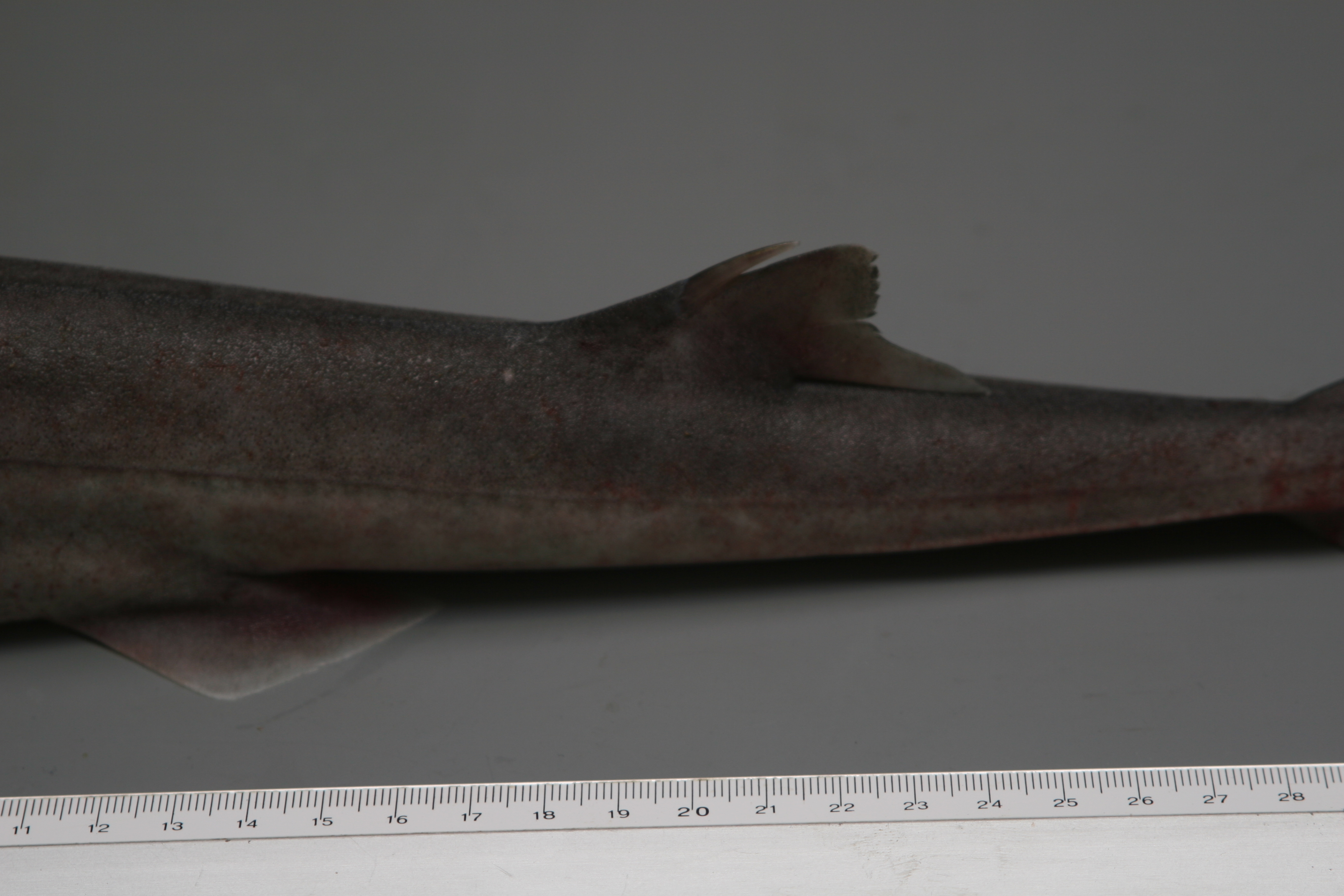 ภาพ ปลา acanthias (Squalus acanthias)