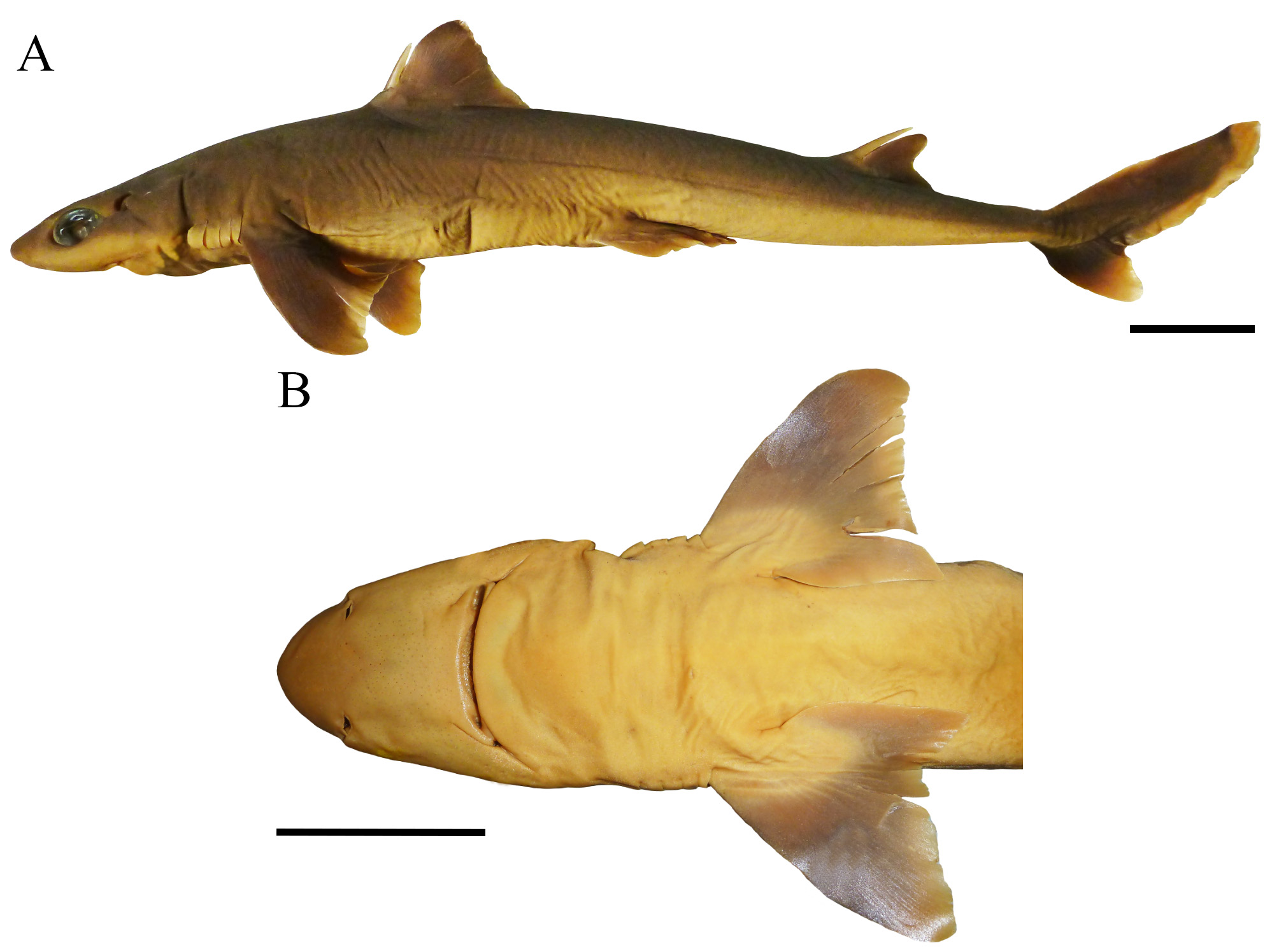 ภาพ ปลา albicaudus (Squalus albicaudus)