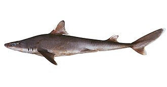 ภาพ ปลา albifrons (Squalus albifrons)