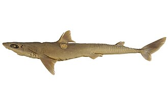 ภาพ ปลา altipinnis (Squalus altipinnis)
